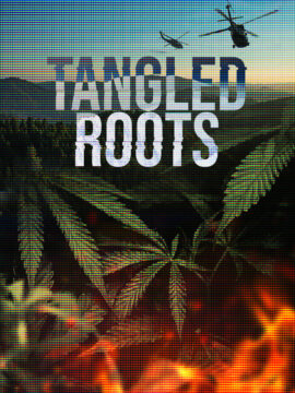 Tangled Roots